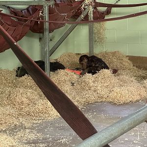 Kendi Playing With Zuri