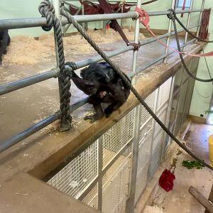 Sanda and Zuri (Three Weeks Old)