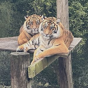 Andalas and Mayang (18 Months Old)