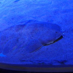 Japanese Angel Shark (Squatina japonica)