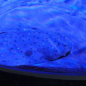 Clouded Angelshark (Squatina nebulosa)