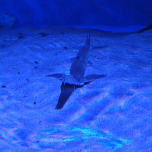 Japanese Sawshark (Pristiophorus japonicus)