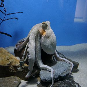 East-Asian Common Octopus (Octopus sinensis)