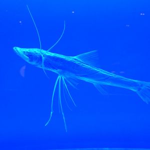 Spiderfish (Bathypterois dubius)