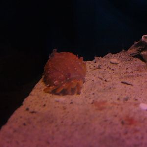 Danigo's Crab (Mursia danigoi)