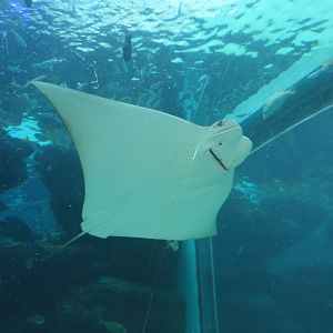 Javanese Cownose Ray (Rhinoptera javanica)
