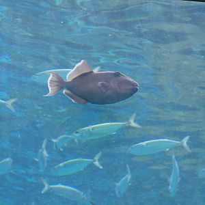Blue Triggerfish (Pseudobalistes fuscus)