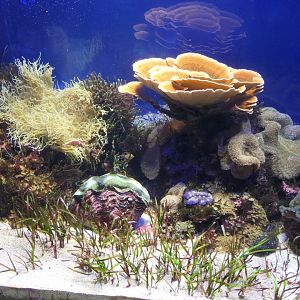 Reef tank