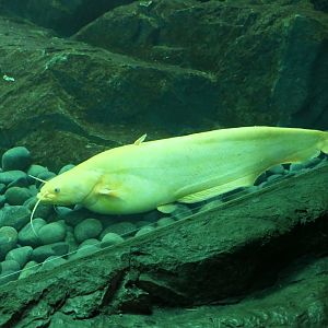 Biwa Rock Catfish (Silurus lithophilus) - Lake Biwa Museum