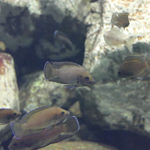 Moore's Lamprologus	(Variabilichromis moorii) - Lake Biwa Museum