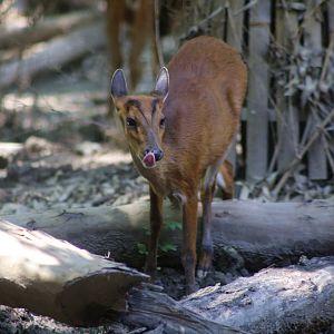 Northern Red Muntjac