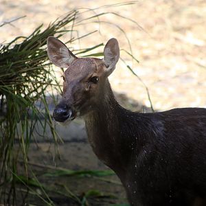 Sambar