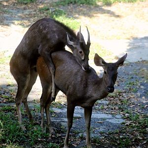 Mating Sambar