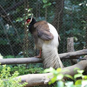 Brown Eared-pheasant