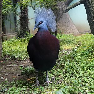 Sclater’s Crowned-pigeon, June 2015