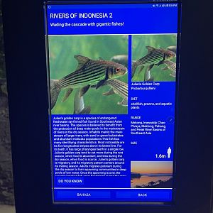 rivers of indonesia - jullien’s golden carp signage