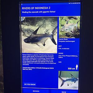 rivers of indonesia - paroon shark signage