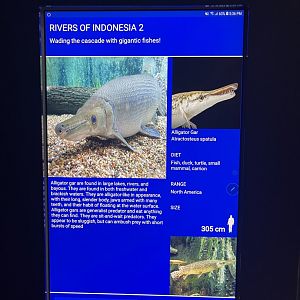 rivers of indonesia - aligator gar signage