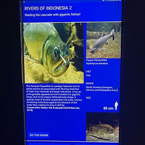 rivers of indonesia - payara signage