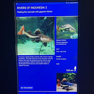 rivers of indonesia - redtail catfish signage