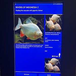 rivers of indonesia - albino piripitanga signage