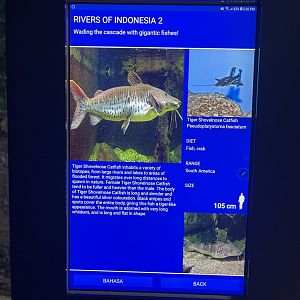 rivers of indonesia - tiger shovelnose catfish signage