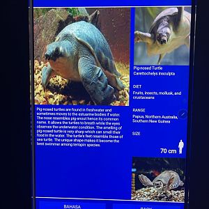 rivers of indonesia - pig-nosed turtle signage