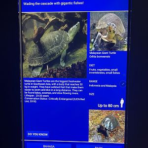 rivers of indonesia - malaysian giant turtle signage