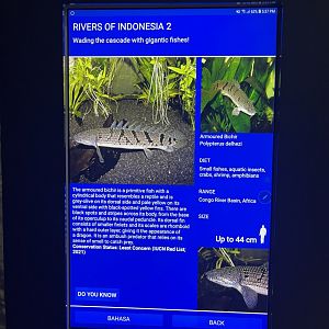 rivers of indonesia - barred bichir signage
