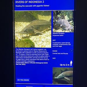 rivers of indonesia - siberian sturgeon signage