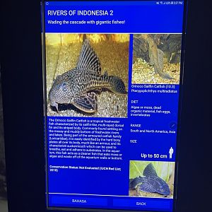 rivers of indonesia - amazon sailfin catfish signage