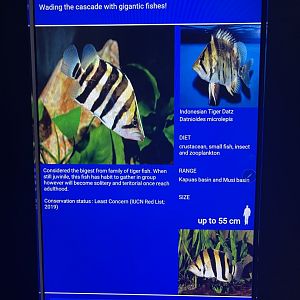 rivers of indonesia - indonesian tigerfish signage