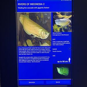 rivers of indonesia - silver arowana signage