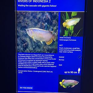 rivers of indonesia - asian arowana signage