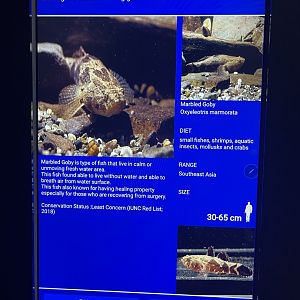 rivers of indonesia - marbled goby signage