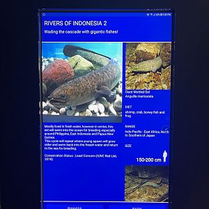 rivers of indonesia - giant mottled eel signage
