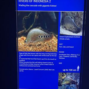 rivers of indonesia - clown featherback signage