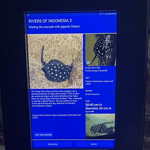 rivers of indonesia - xingu river ray signage