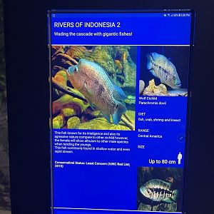 rivers of indonesia - wolf cichlid signage
