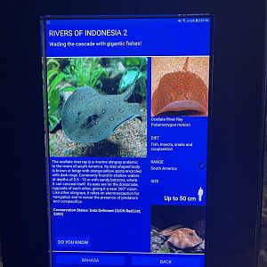 rivers of indonesia - ocellate river stingray signage