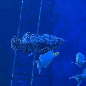 deformed hybrid grouper (epinephelus fuscoguttatus x epinephelus lanceolatus)