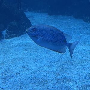 orange-spotted spinefoot (siganus guttatus) (1)