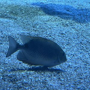 orange-spotted spinefoot (siganus guttatus) (2)