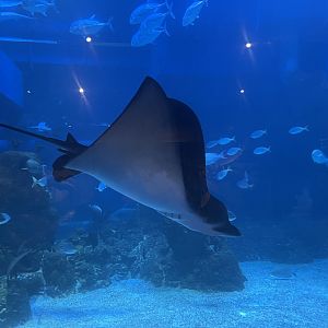 ocellated eagle ray (aetobatus ocellatus)
