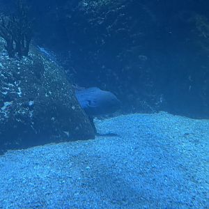giant moray (gymnothorax javanicus)
