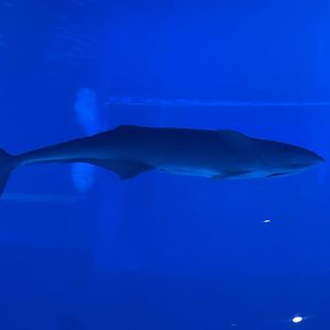common remora (remora remora)