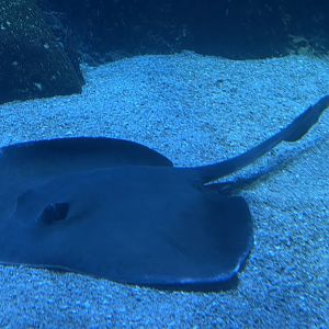 broad cowtail stingray (pastinachus ater) (1)