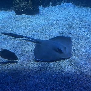 broad cowtail stingray (pastinachus ater) (2)