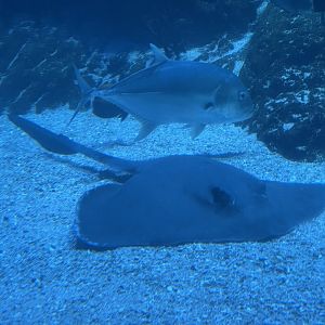 broad cowtail stingray (pastinachus ater) (3)