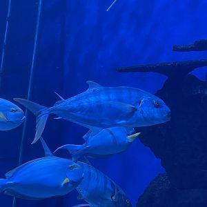 golden trevally (gnathanodon speciosus)